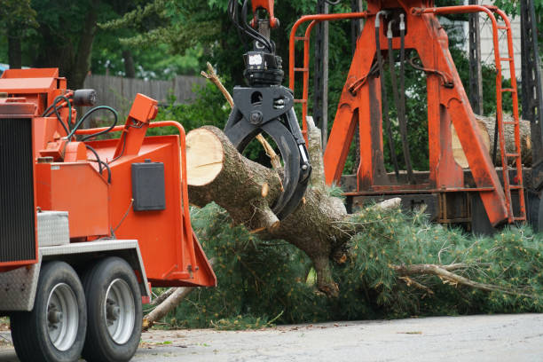 Lawn Drainage Solutions in Elkins Park, PA